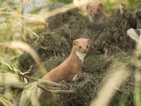 Wezel [Mustela nivalis]